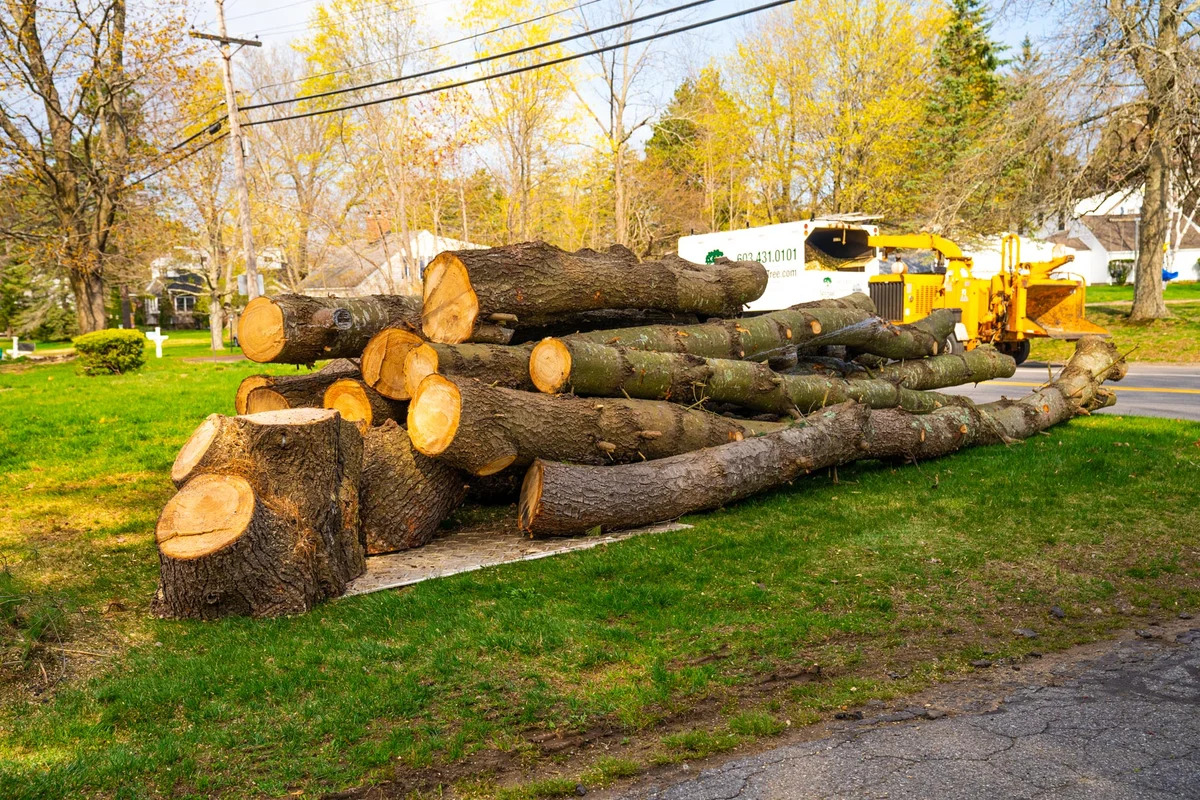 Tree Removal