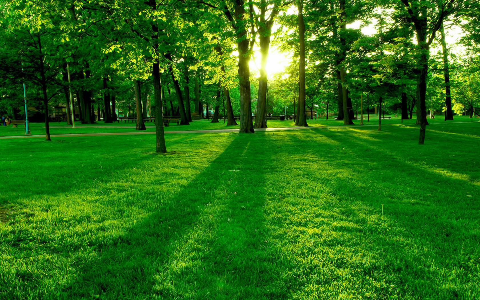 Tree Services